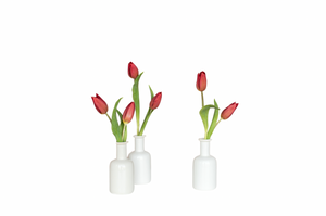 Velvet Tulip Bud Vase Set
