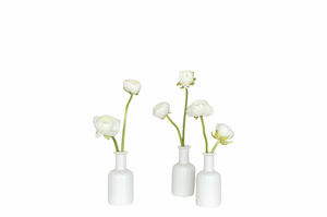 Pearl Ranunculus Bud Vase Set